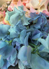 Sweet Pea, 'Lunar Blue'