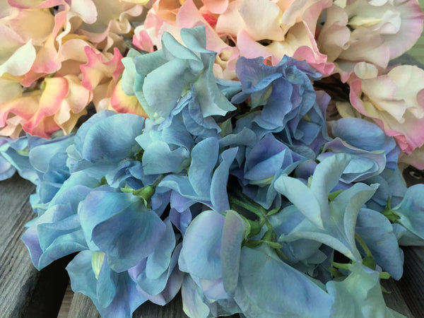 Sweet Pea, 'Lunar Blue'