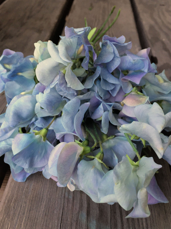 Sweet Pea, 'Lunar Blue'