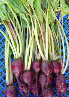 Beet, 'Lutz Green Leaf'