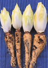 Belgian Endive/Witloof, 'Macun'