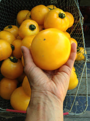 Load image into Gallery viewer, Tomato, &#39;Manyel&#39;
