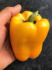 Load image into Gallery viewer, Sweet Pepper, &#39;Marta Polka&#39;
