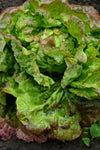 Lettuce, 'Merveille des Quatre Saisons'