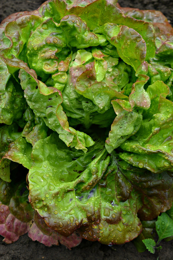 Lettuce, 'Merveille des Quatre Saisons'