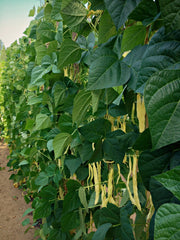 Load image into Gallery viewer, Bean, Pole Snap, &#39;Marvel of Venice&#39;
