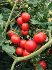 Load image into Gallery viewer, Tomato, &#39;Matina&#39;

