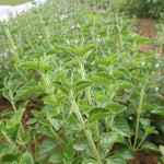 Load image into Gallery viewer, Mentuccia Romana
