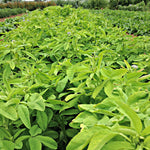 Load image into Gallery viewer, Trigonella, &#39;Blue Fenugreek&#39;
