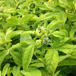 Load image into Gallery viewer, Trigonella, &#39;Blue Fenugreek&#39;
