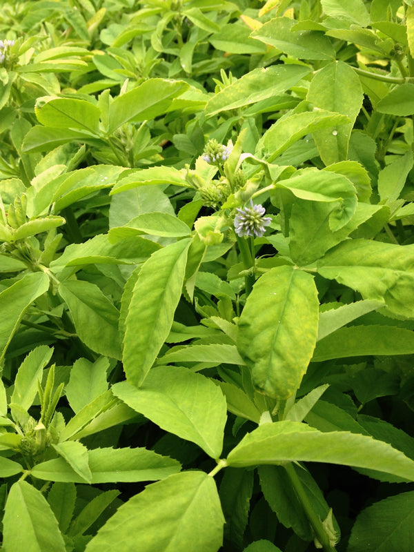 Trigonella, 'Blue Fenugreek'