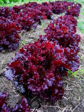 Lettuce, 'Merlot'