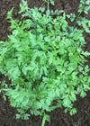 Parsley, 'Mersin'