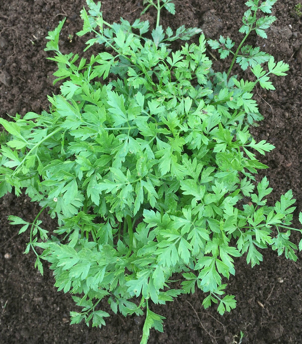 Parsley, 'Mersin'