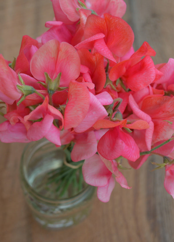 Sweet Pea, 'Miss Wilmott'