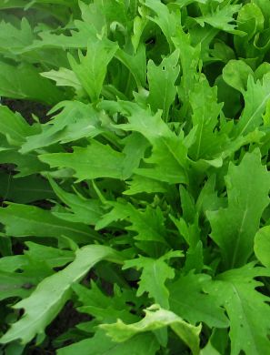 Asian Greens, 'Early Mizuna'