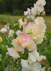 Sweet Pea, 'Mollie Rilstone'