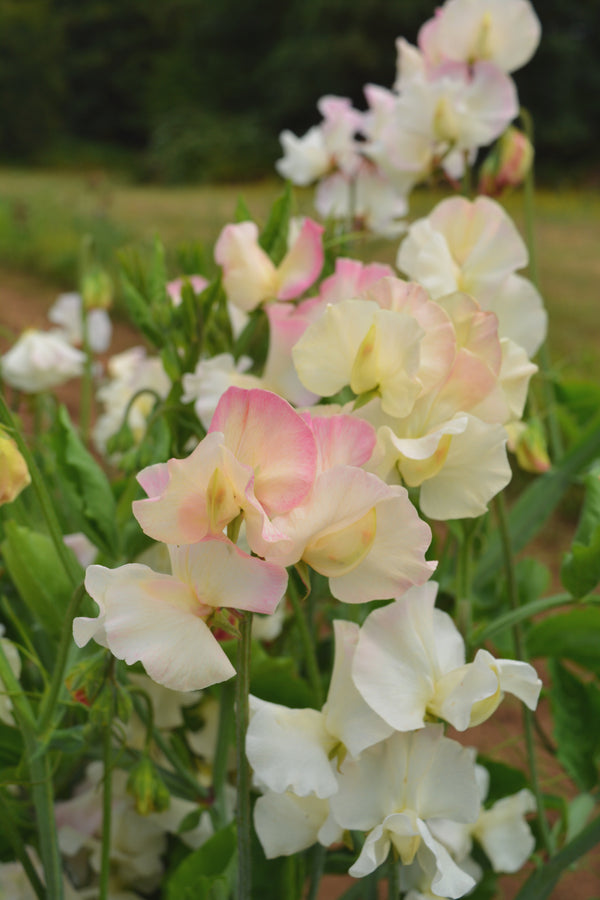 Sweet Pea, 'Mollie Rilstone'