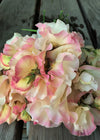 Sweet Pea, 'Mollie Rilstone'
