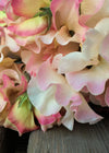 Sweet Pea, 'Mollie Rilstone'