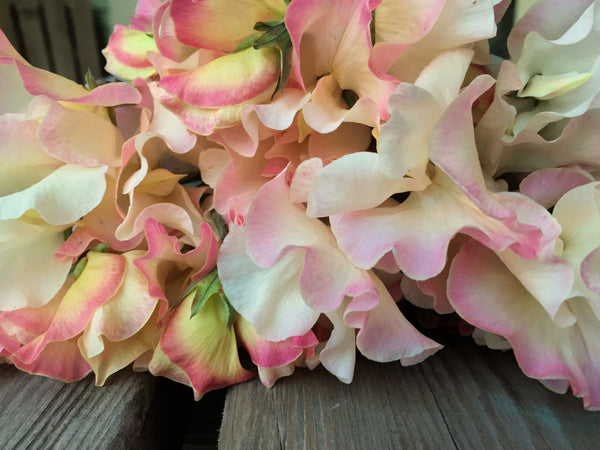 Sweet Pea, 'Mollie Rilstone'