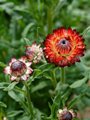 Load image into Gallery viewer, Strawflower, &#39;Monstrosum Fireball&#39;
