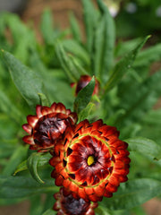 Load image into Gallery viewer, Strawflower, &#39;Monstrosum Fireball&#39;
