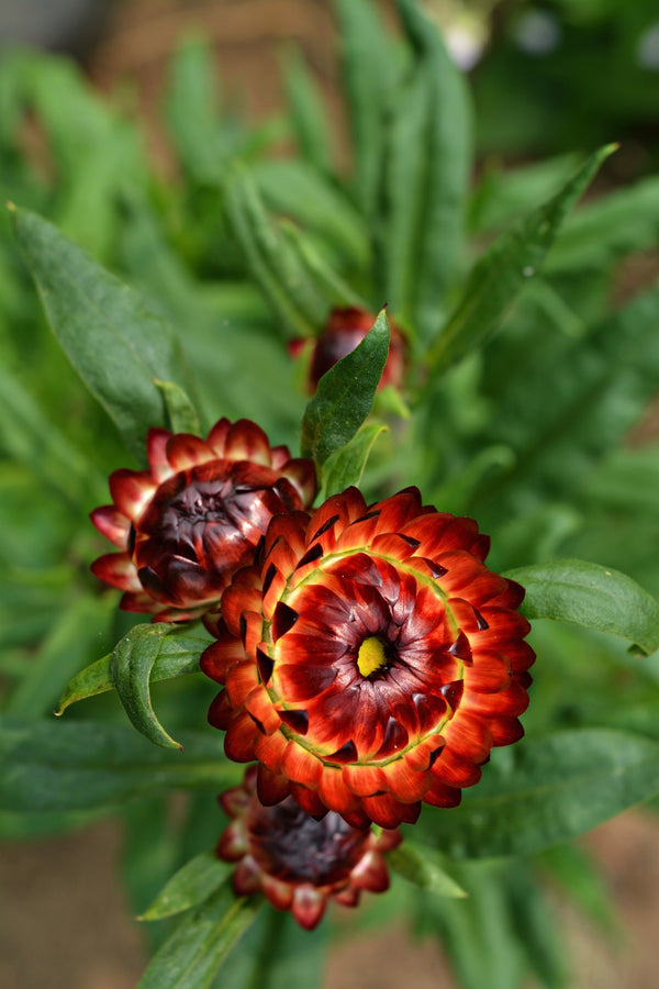 Strawflower, 'Monstrosum Fireball'