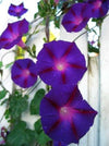 Morning Glory, 'Grandpa Ott's'