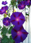 Morning Glory, 'Grandpa Ott's'