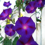 Load image into Gallery viewer, Morning Glory, &#39;Grandpa Ott&#39;s&#39;
