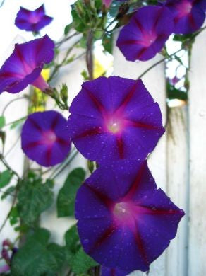 Morning Glory, 'Grandpa Ott's'
