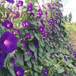 Load image into Gallery viewer, Morning Glory, &#39;Grandpa Ott&#39;s&#39;
