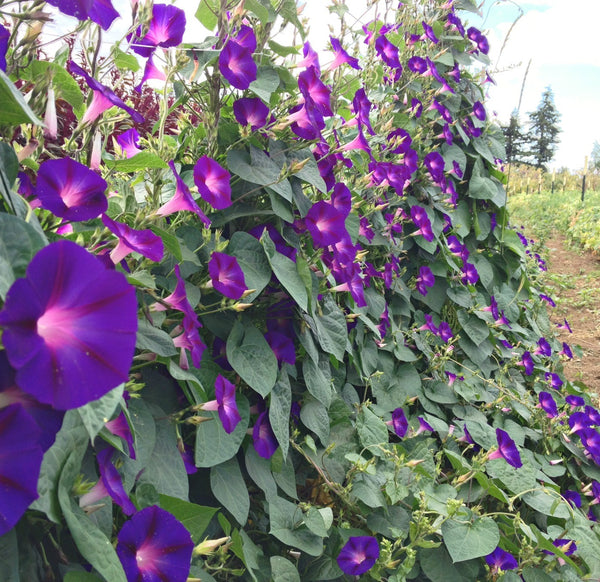 Morning Glory, 'Grandpa Ott's'