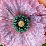 Load image into Gallery viewer, Poppy, Shirley &#39;Mother of Pearl&#39;

