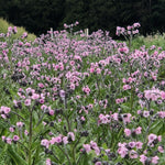 Load image into Gallery viewer, Forget-Me-Not, Chinese, &#39;Mystery Rose&#39;
