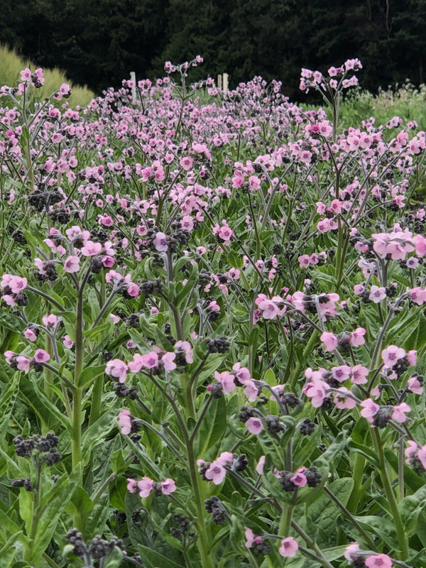 Forget-Me-Not, Chinese, 'Mystery Rose'