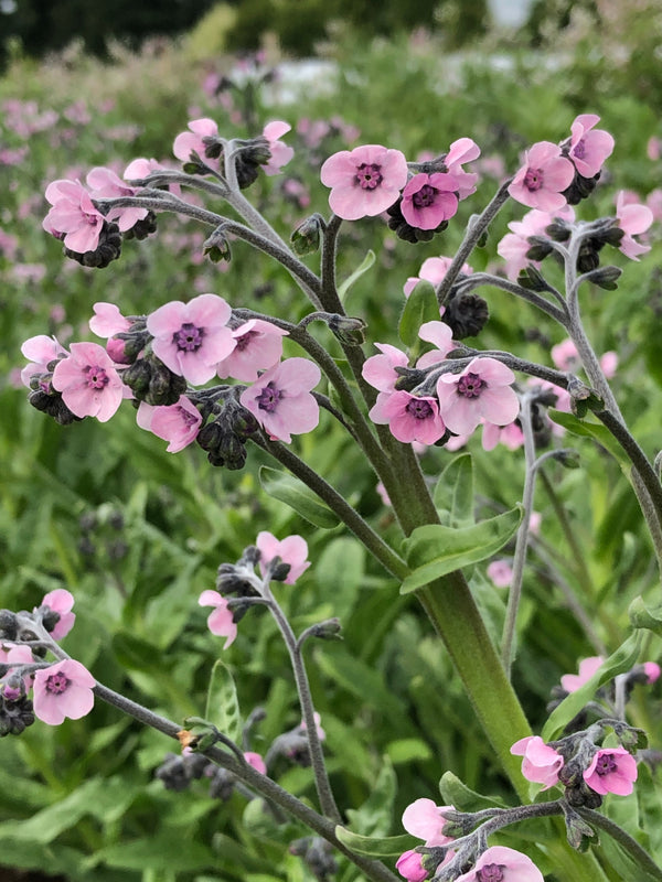 Forget-Me-Not, Chinese, 'Mystery Rose'