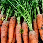 Load image into Gallery viewer, Carrot, &#39;Scarlet Nantes&#39;
