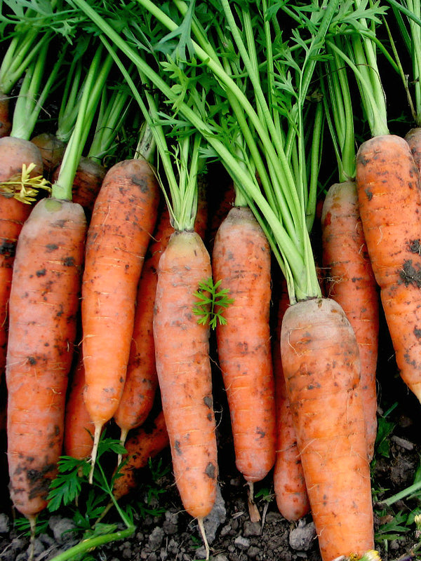 Carrot, 'Scarlet Nantes'