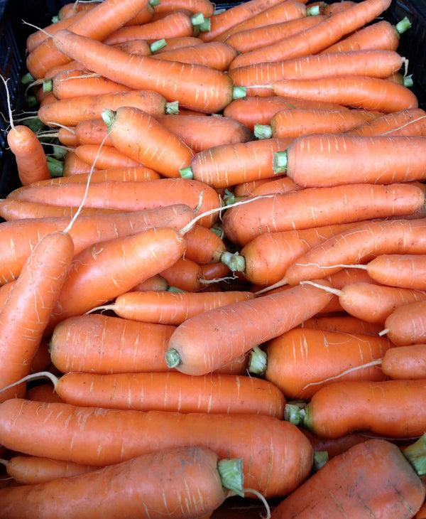 Carrot, 'Scarlet Nantes'