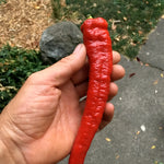 Load image into Gallery viewer, Sweet Pepper, &#39;Jimmy Nardello&#39;
