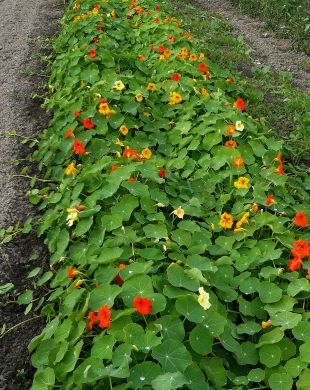 Nasturtium, 'Trailing Mix'