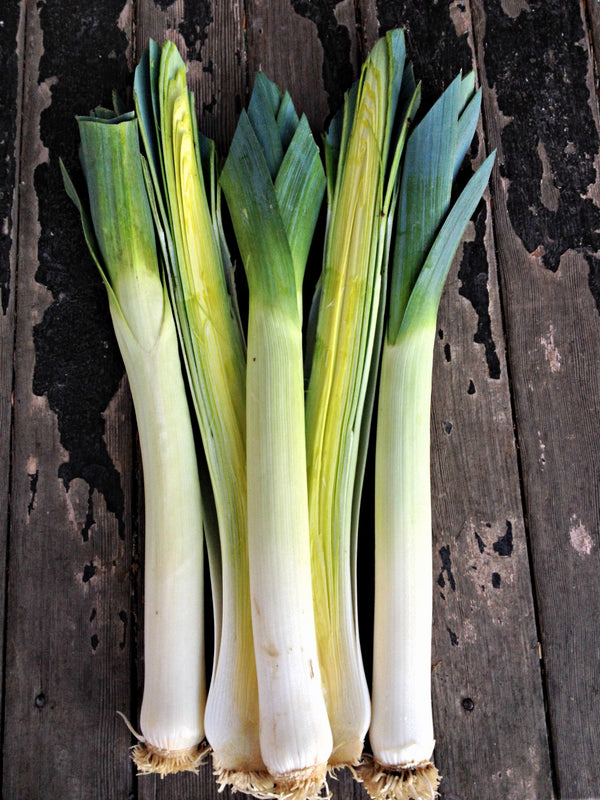 Leek, 'Neptune'