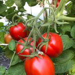 Load image into Gallery viewer, Tomato, &#39;Northern Ruby&#39;
