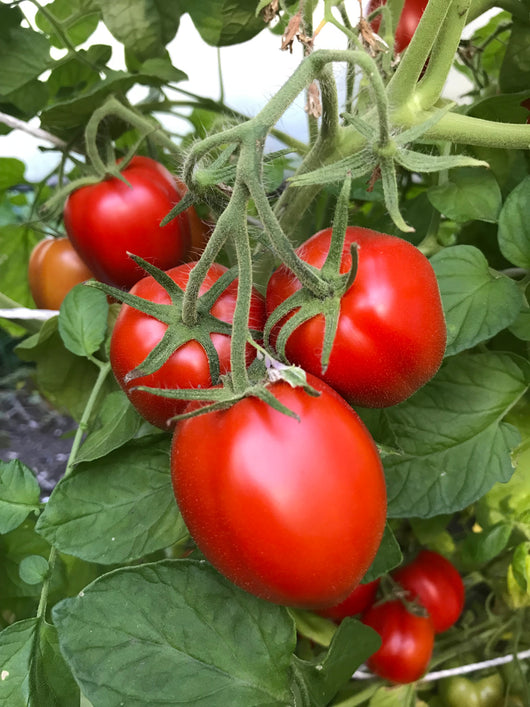 Tomato, 'Northern Ruby'