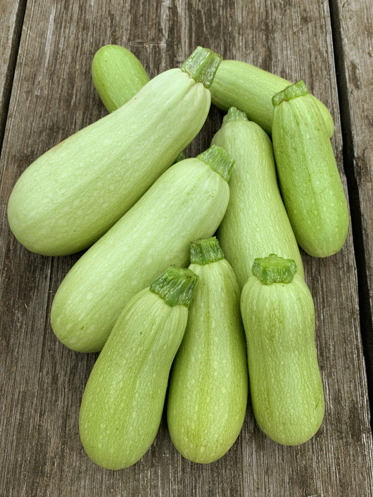 Summer Squash, 'Odesa'