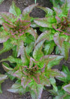 Lettuce, 'Les Orielles du Diable' (Devil's Ears)