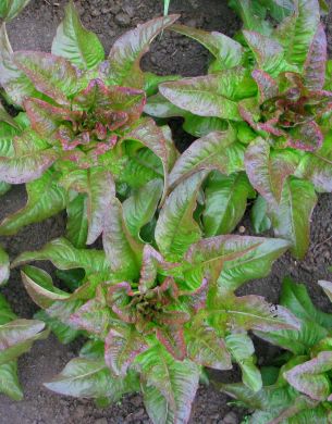 Lettuce, 'Les Orielles du Diable' (Devil's Ears)