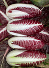 Radicchio (Rosso di Treviso Precoce), 'Pacifico'